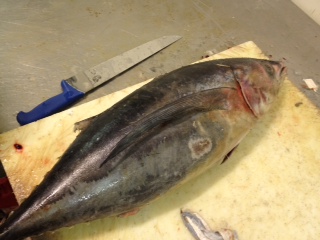 White tuna is very common here
